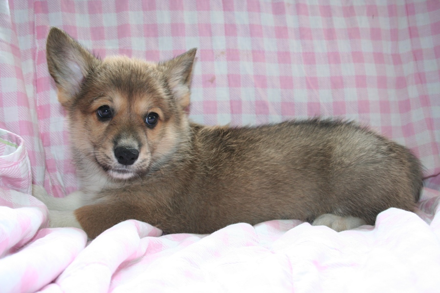 Puppies